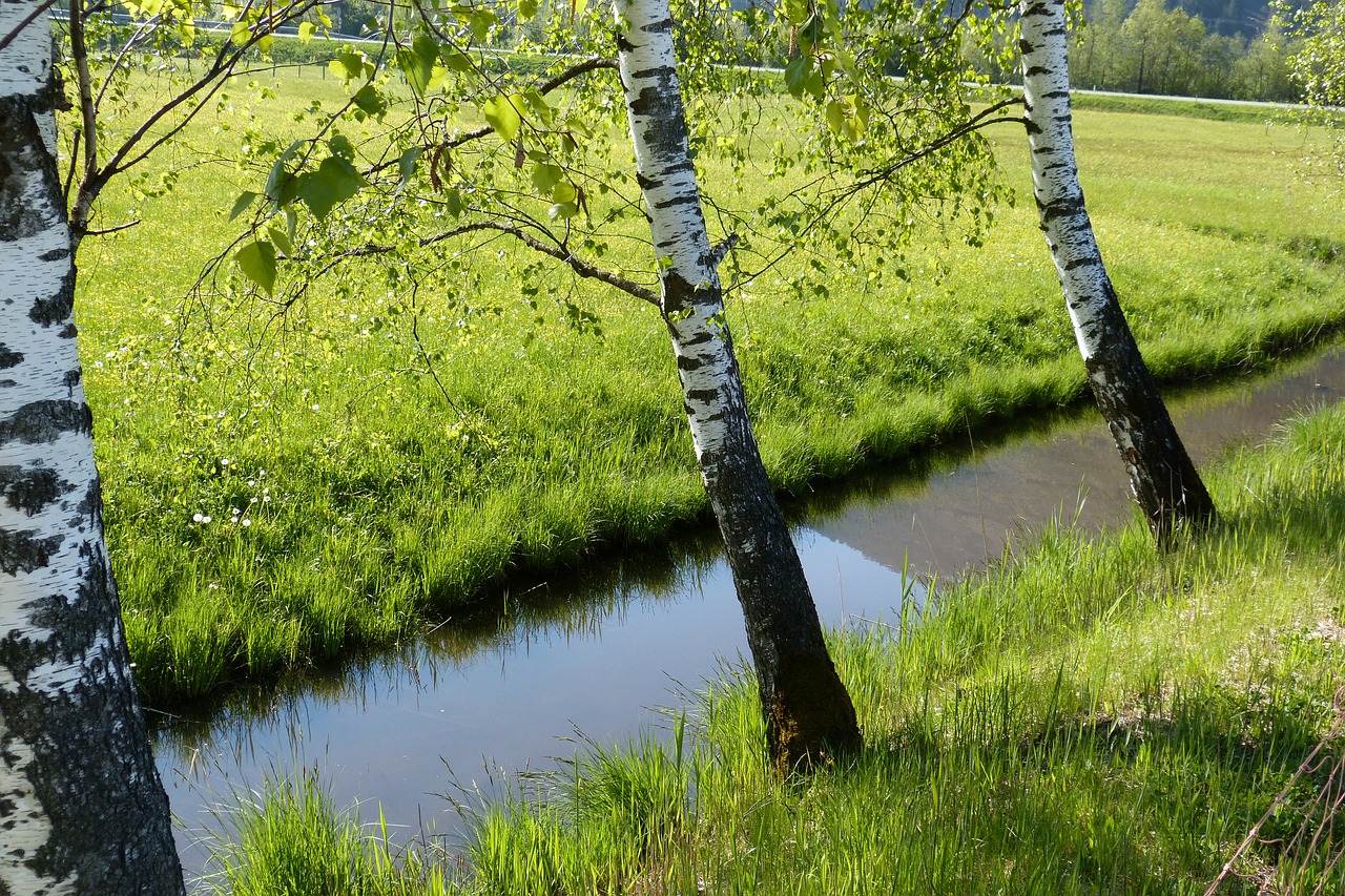 birch bach moat free photo