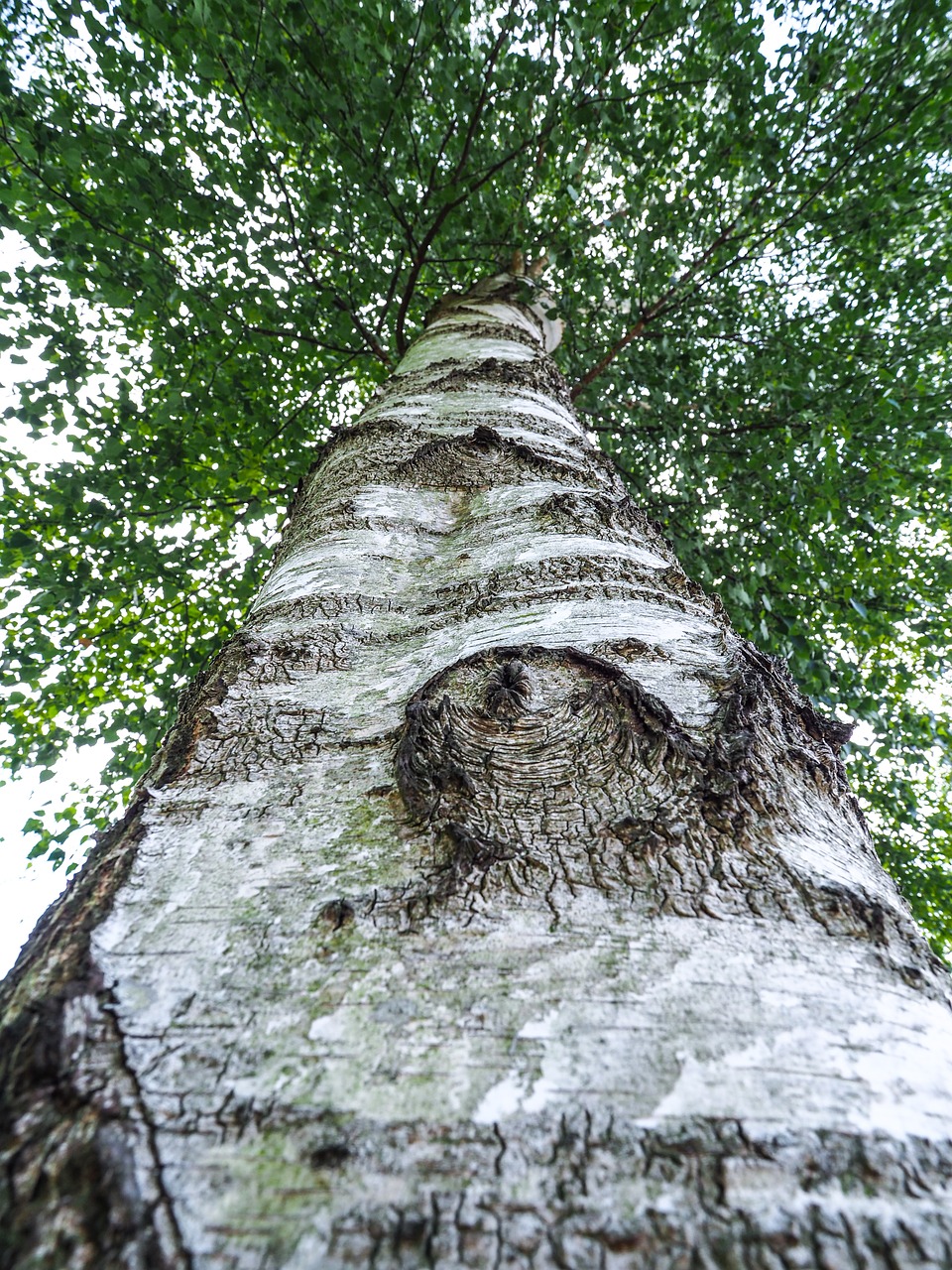 birch  tree  tribe free photo