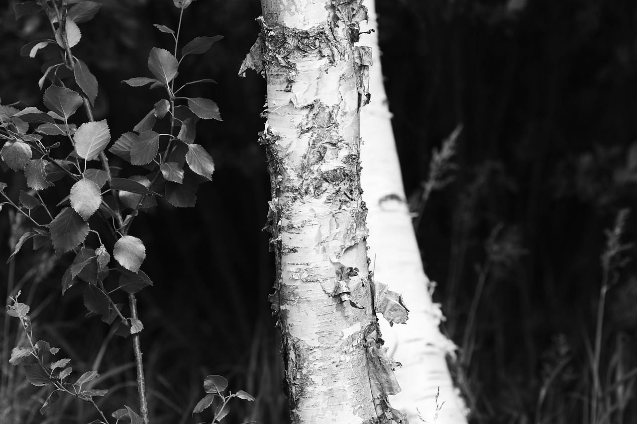 birch  tree  wood free photo