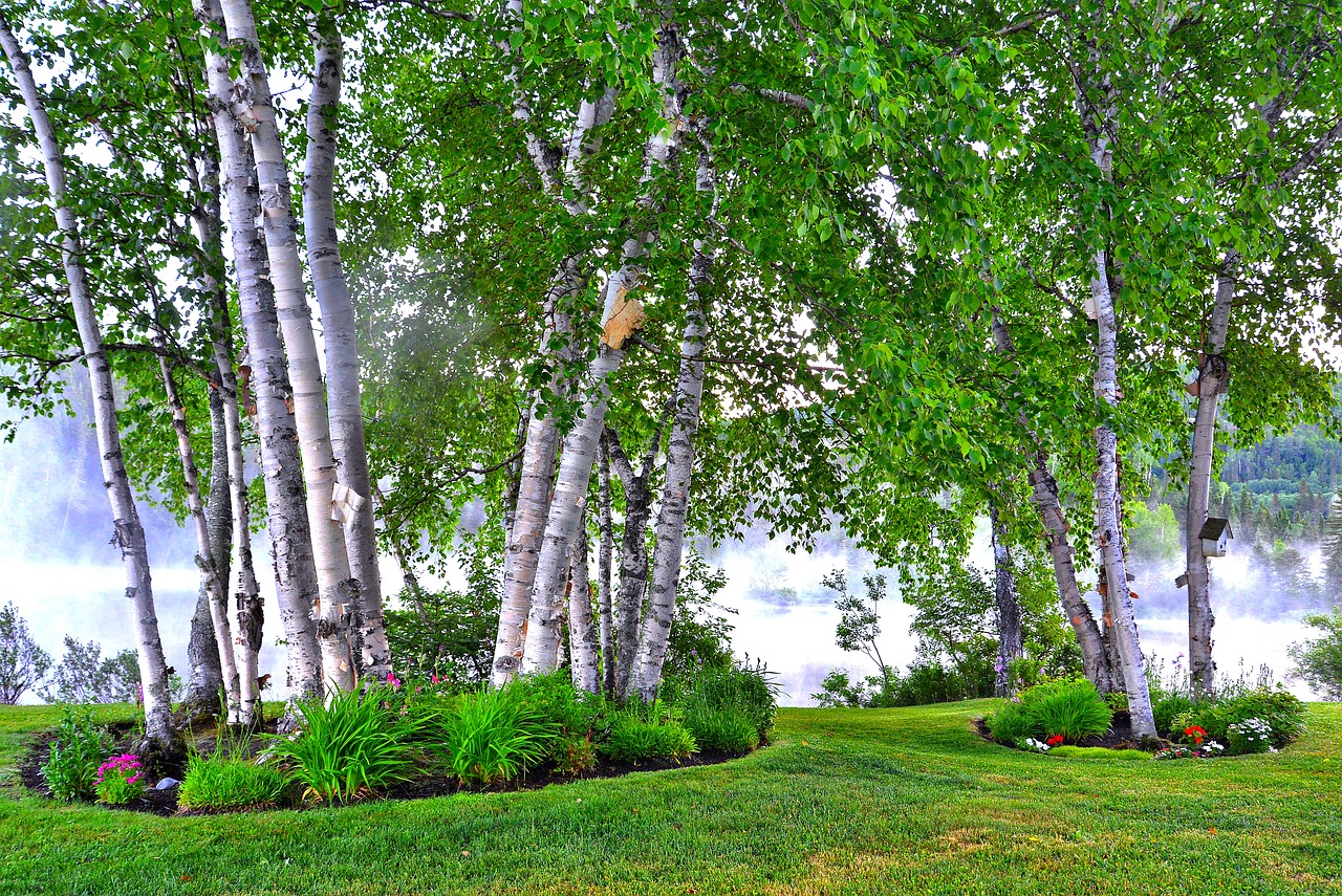 birch  landscape  nature free photo