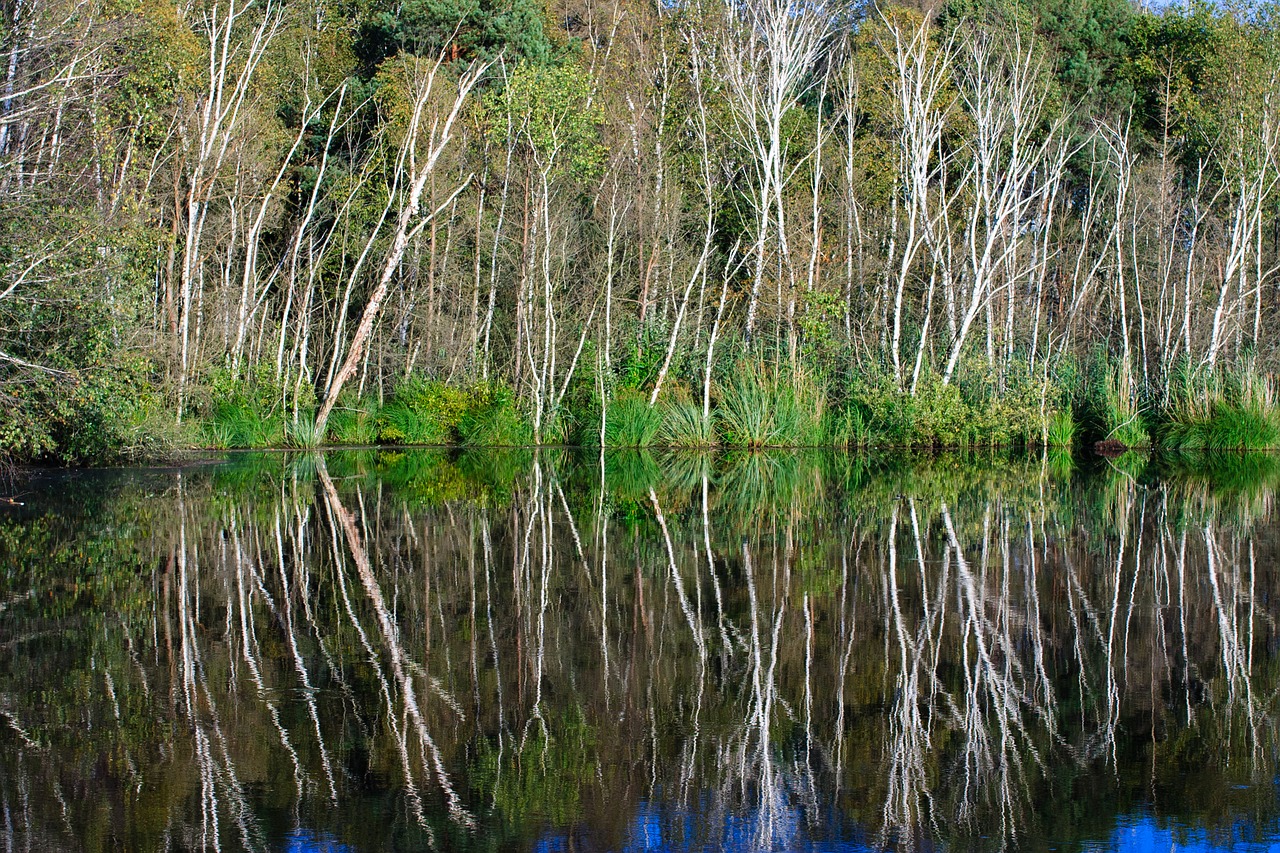 birch  lake  mirror free photo