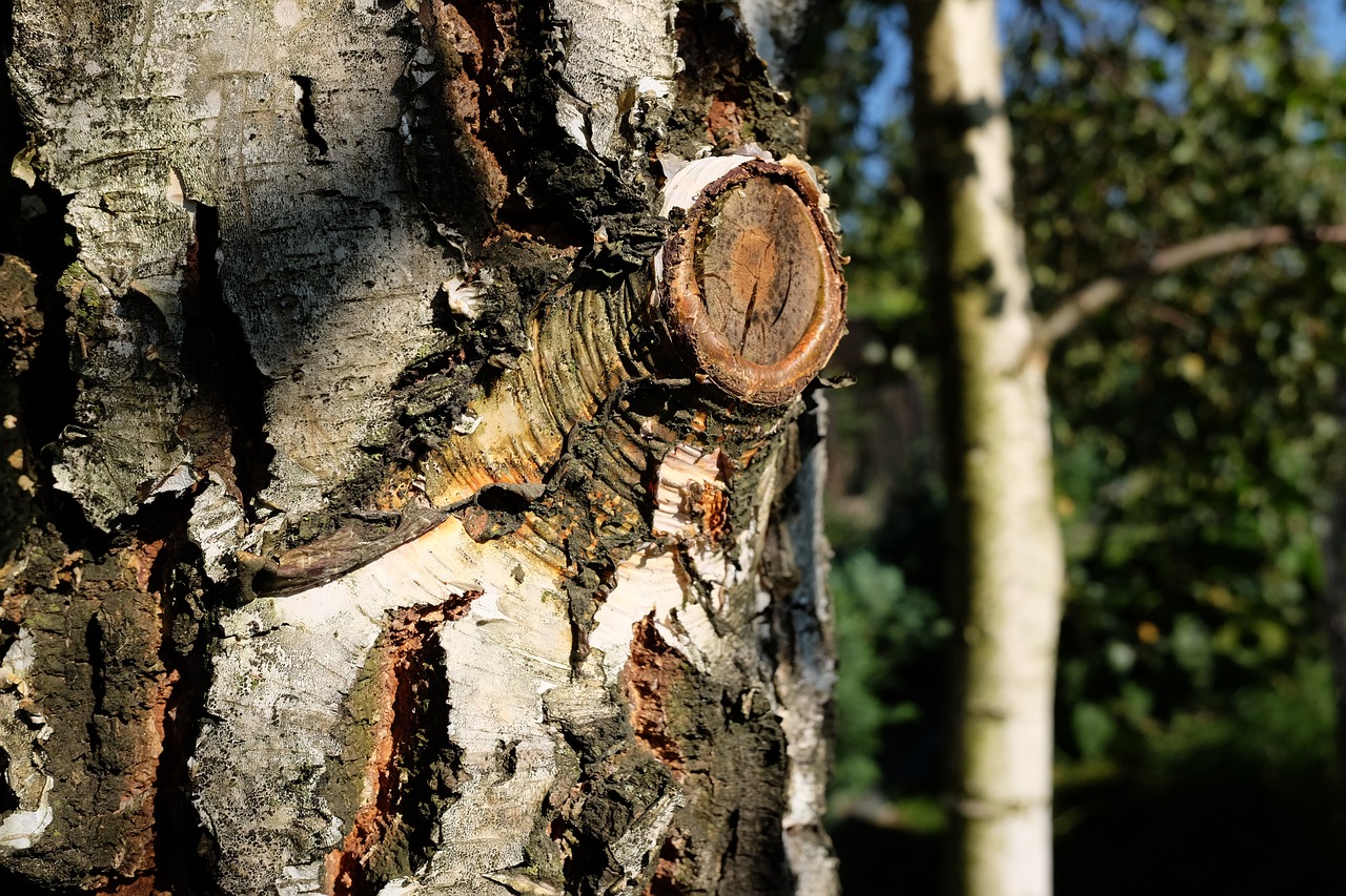 birch  the bark  forest free photo