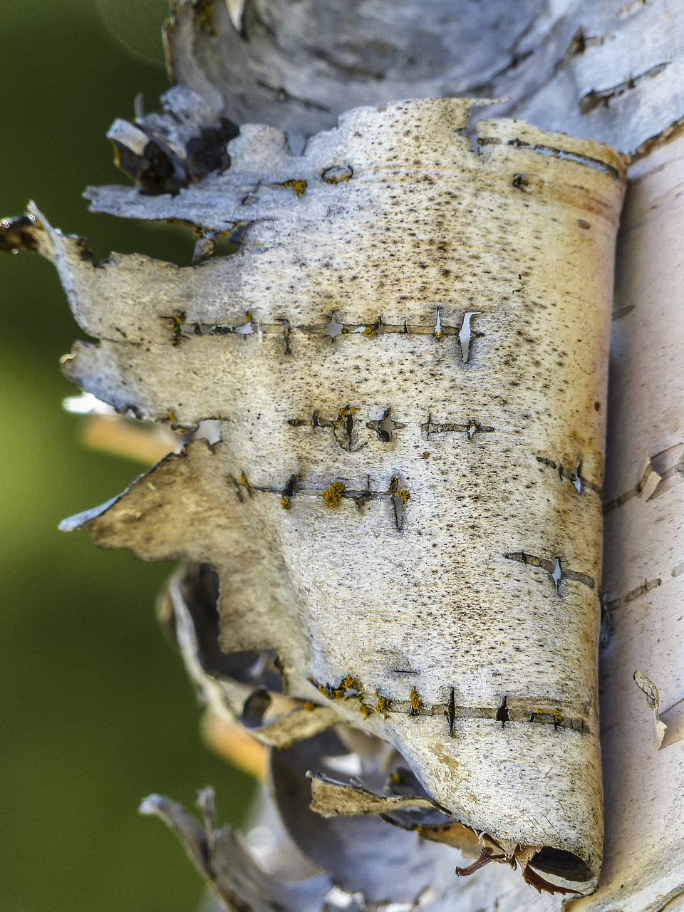 birch peeling bark free photo