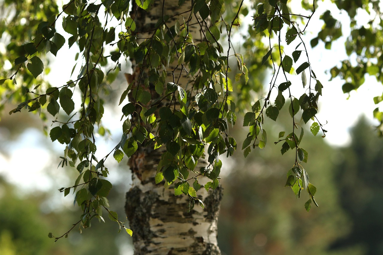 birch  tree  wood free photo