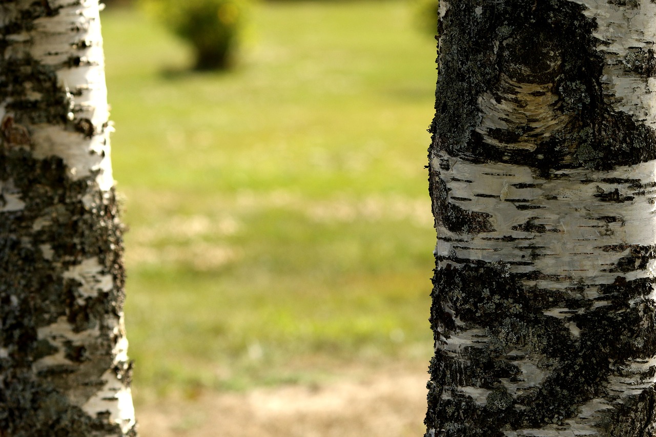 birch  tree  wood free photo