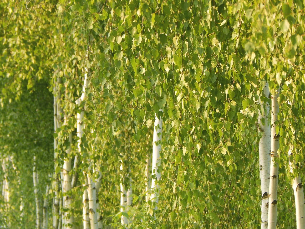 birch  spring  tree free photo