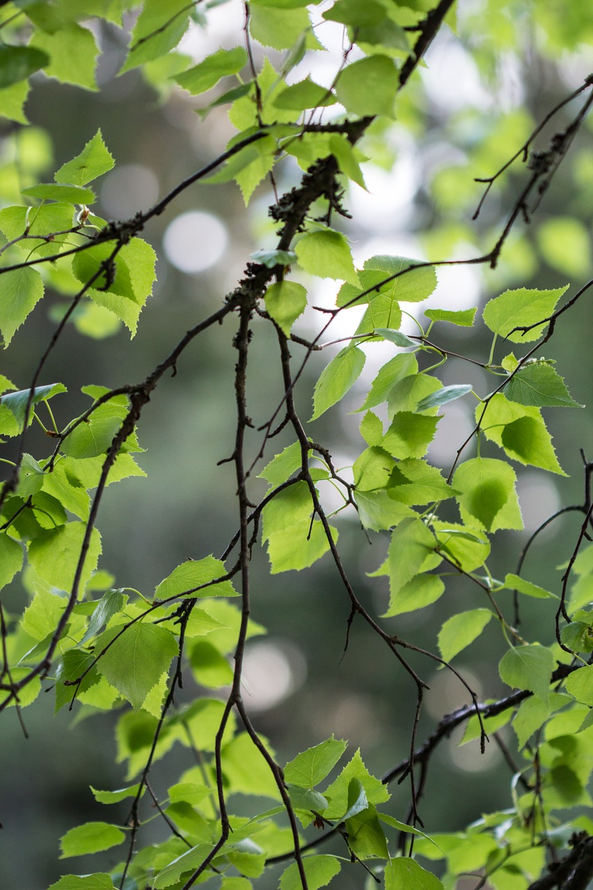 birch foliage summer free photo