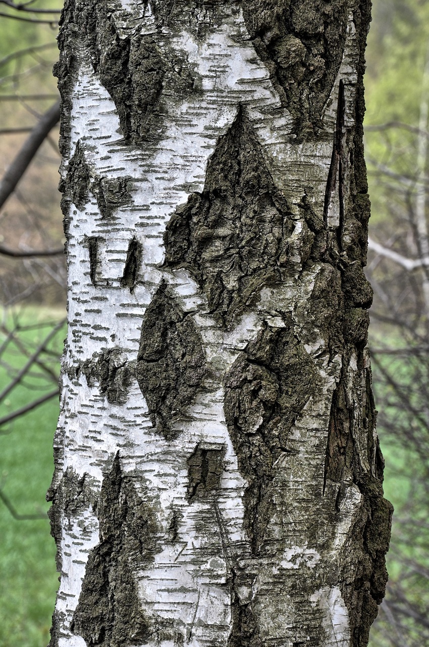 birch  the bark  tree free photo