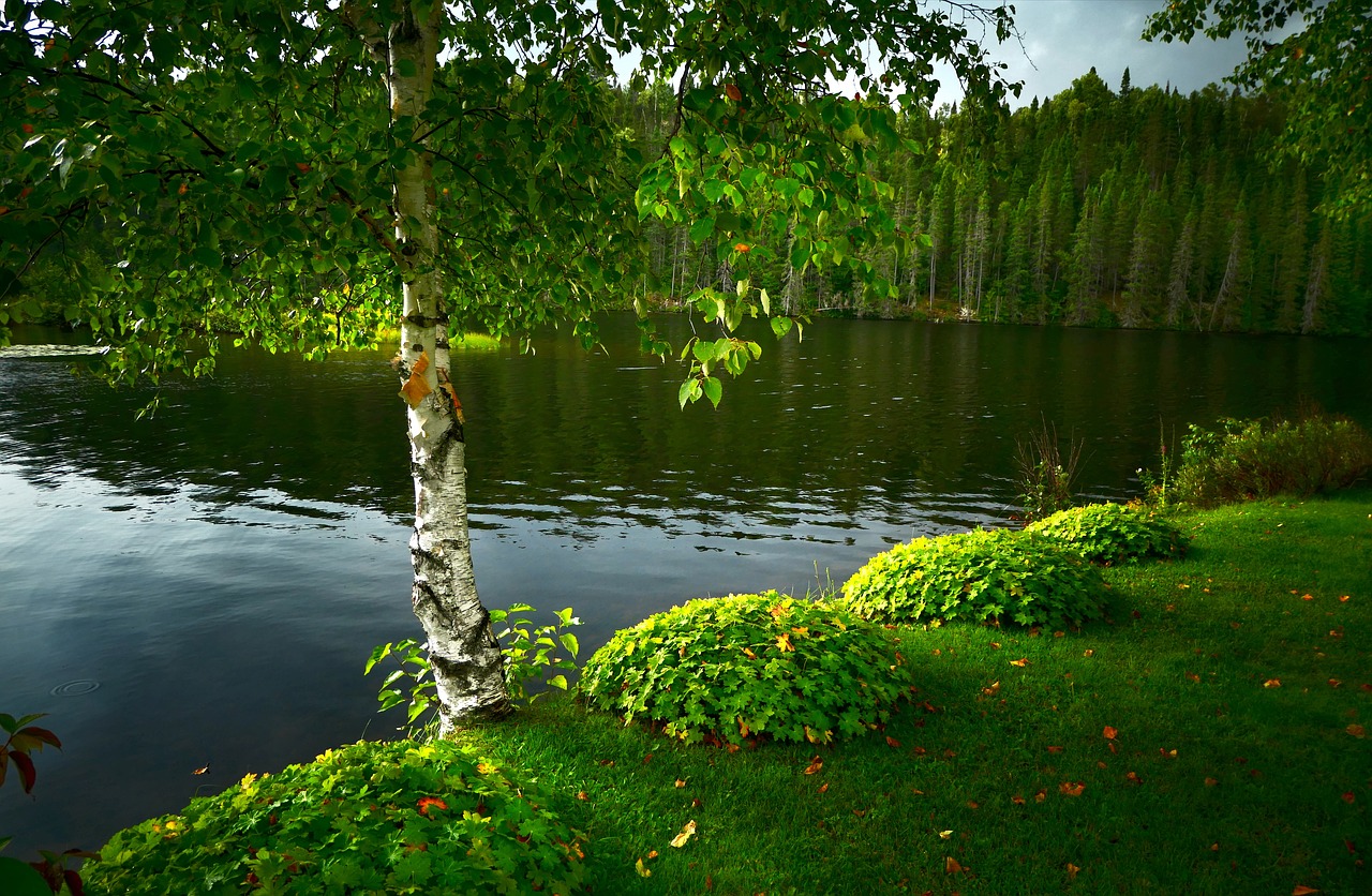 birch  landscape  tree free photo