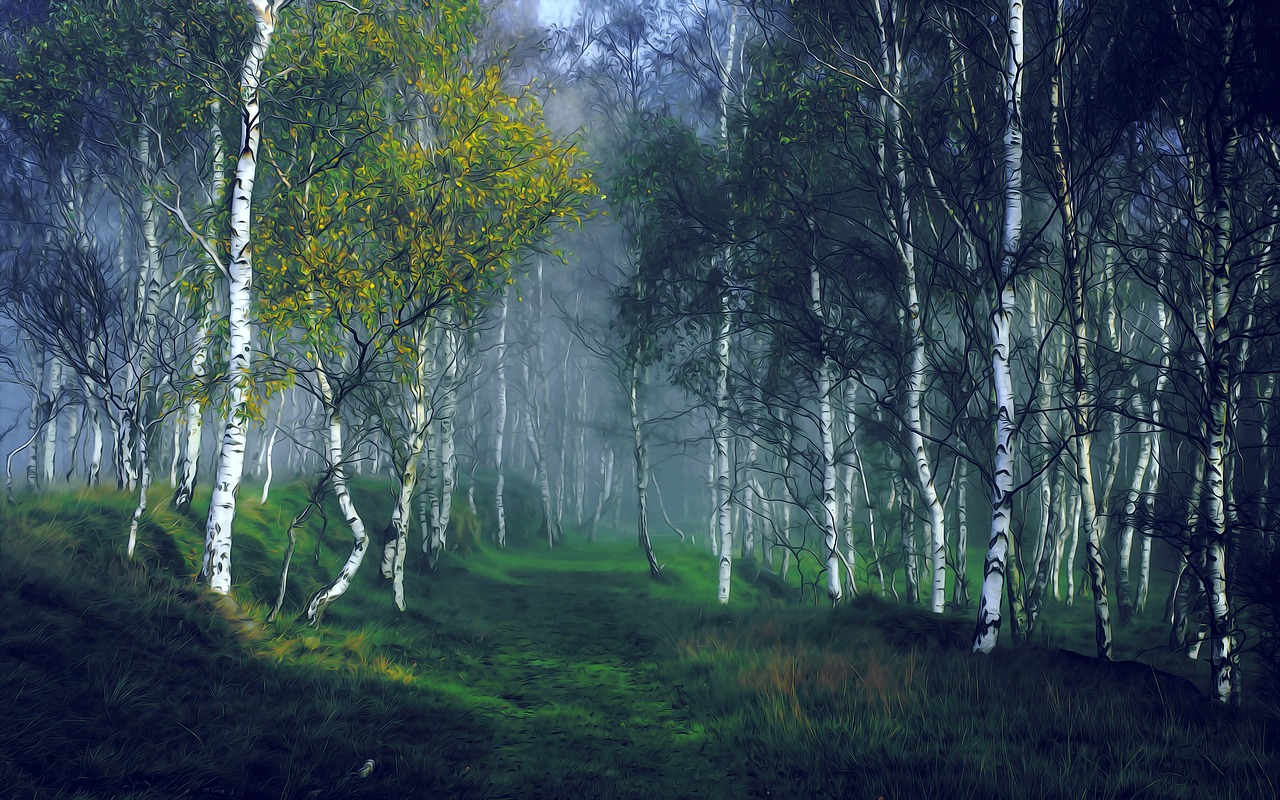 birch  forest  nature free photo
