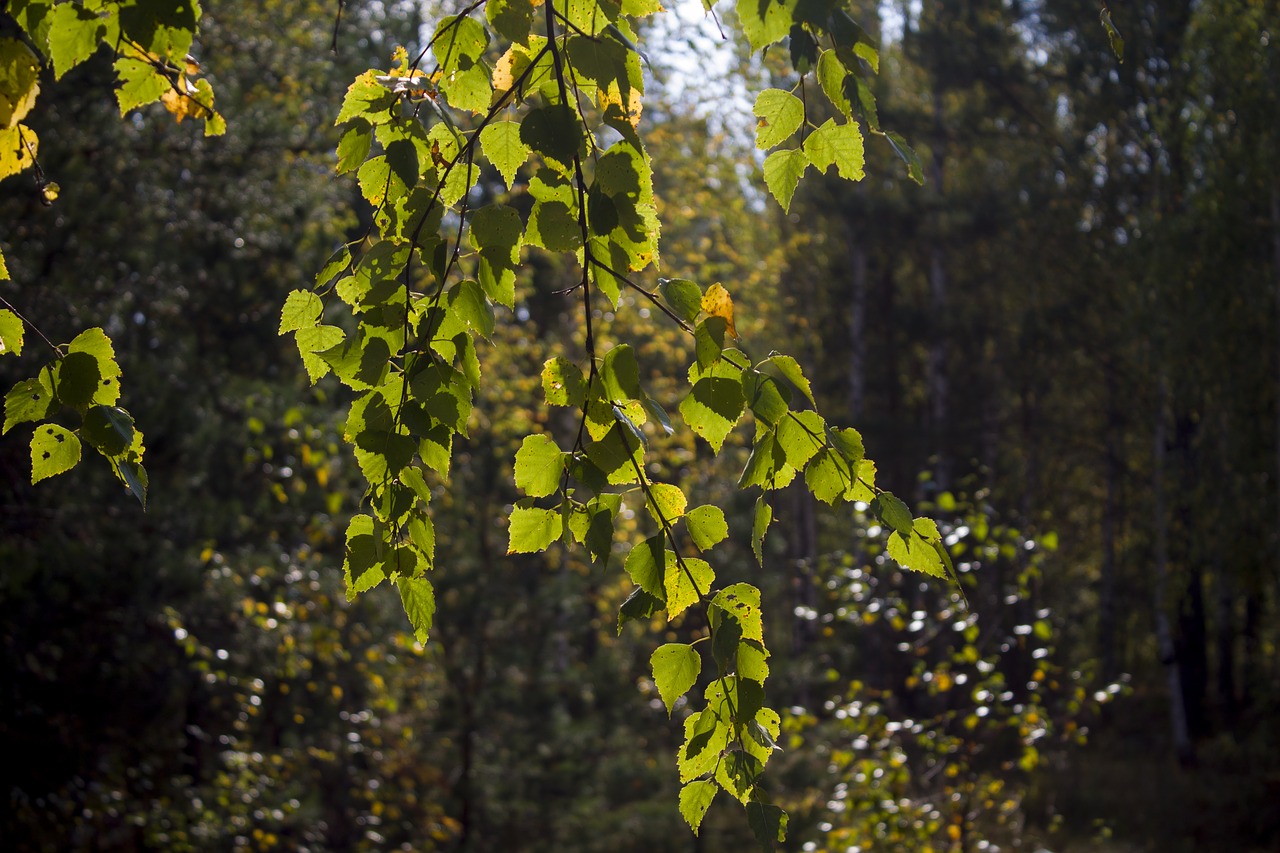birch  foliage  autumn free photo