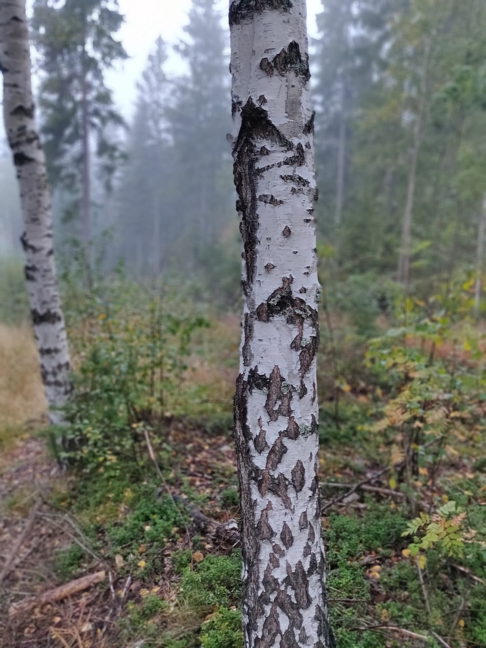 birch  tree  landscape free photo
