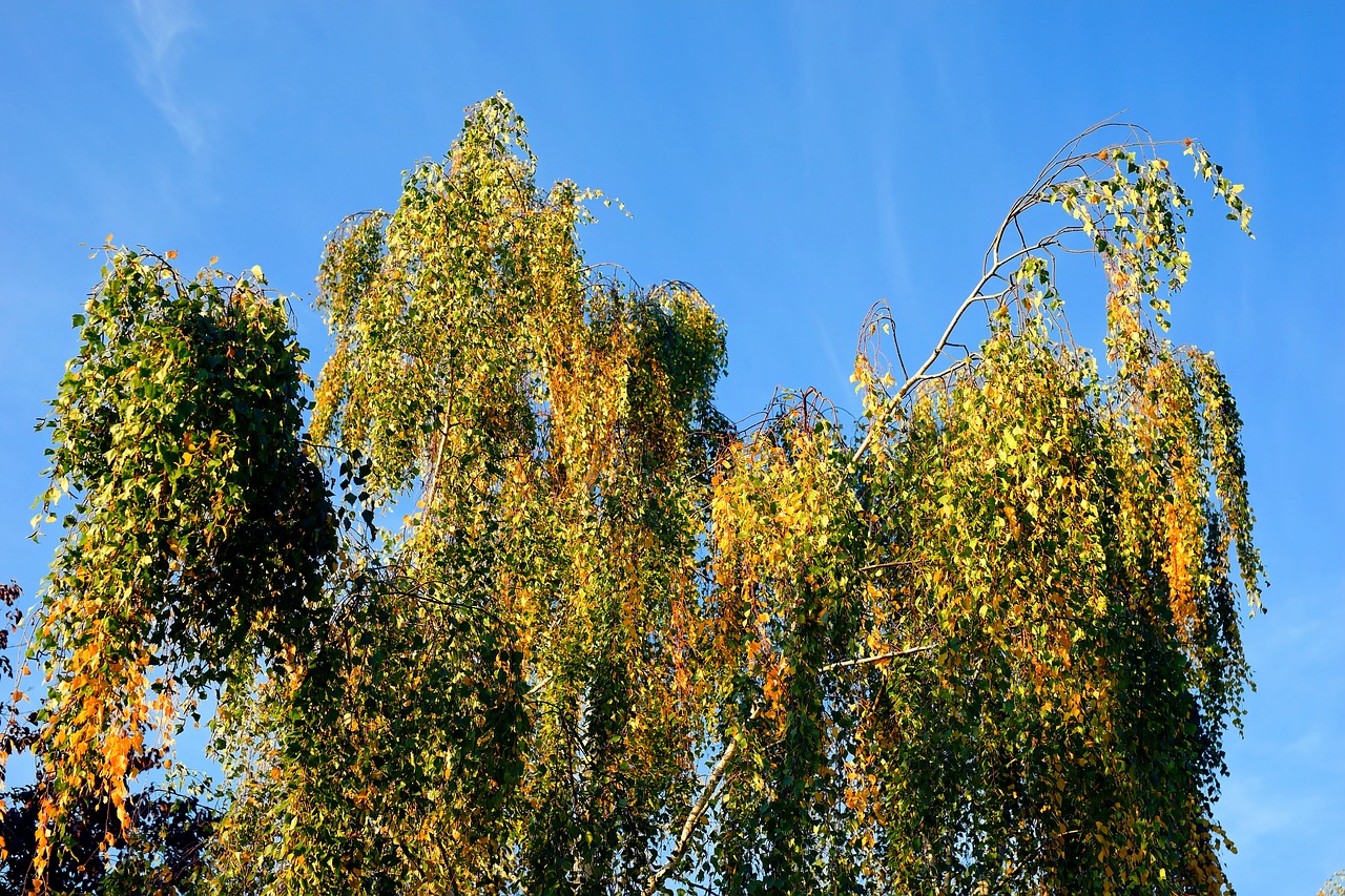 birch  autumn  nature free photo