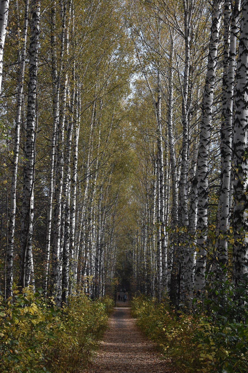 birch  alley  autumn free photo