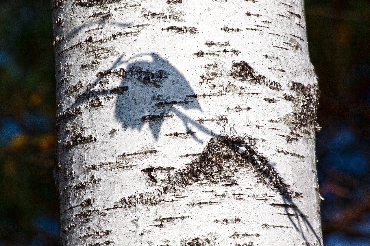 birch  tribe  nature free photo