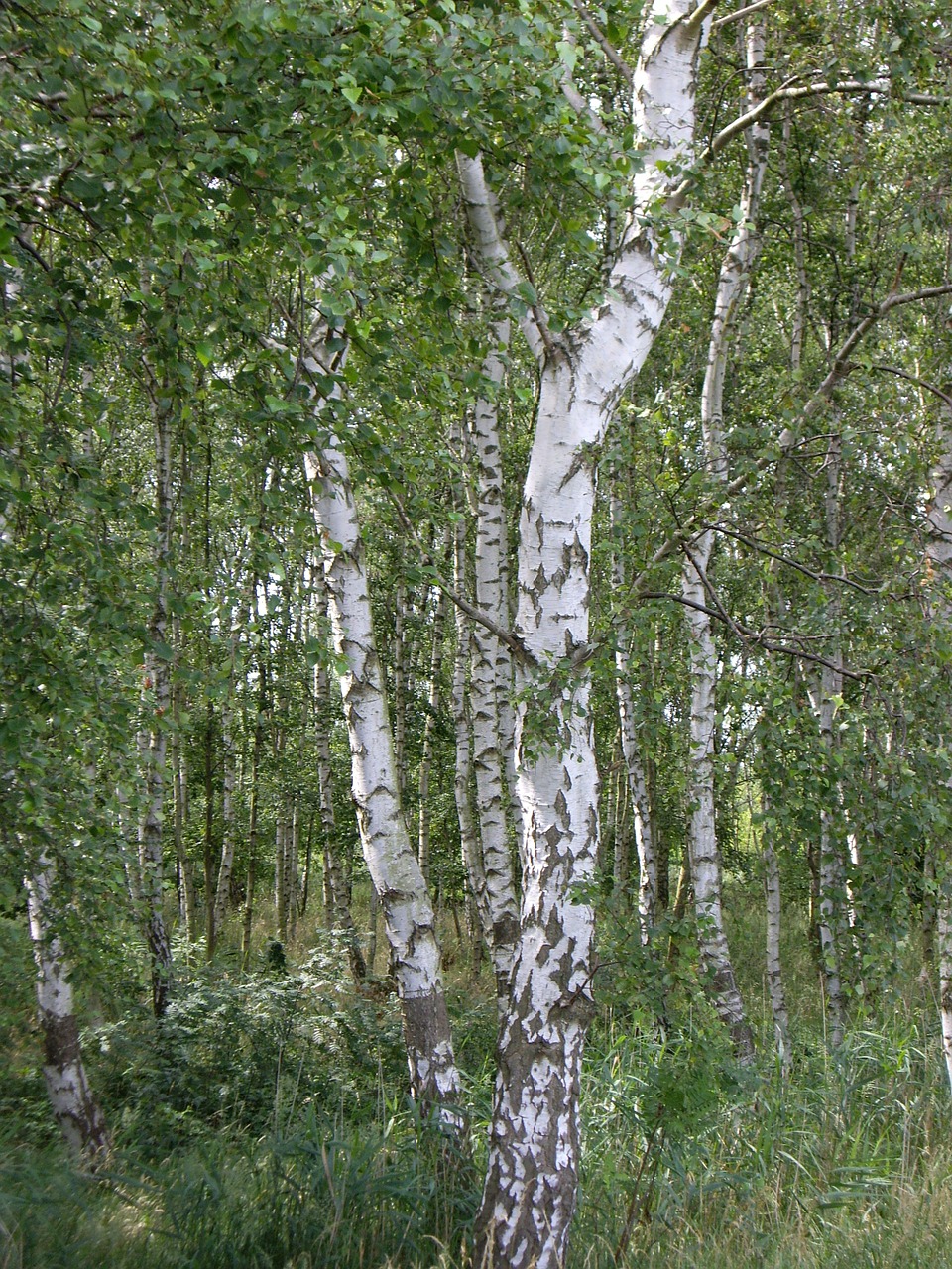 birch tribe forest free photo