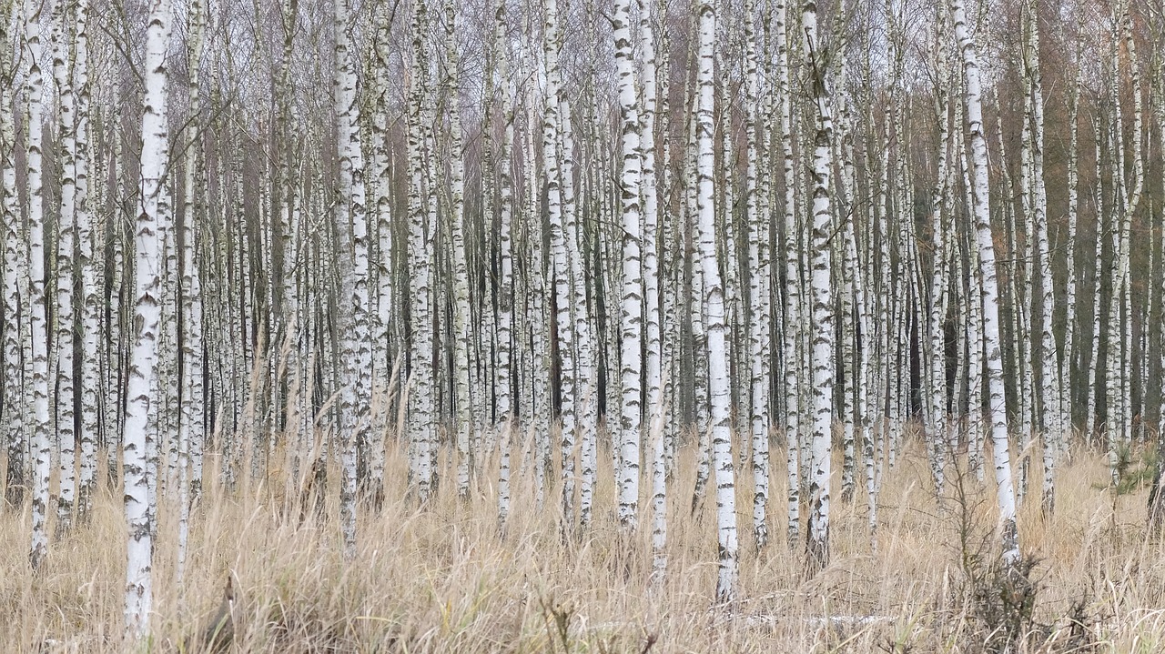 birch  forest  nature free photo