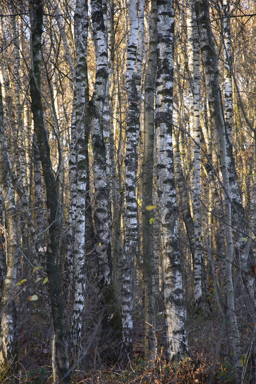 birch  forest  trees free photo