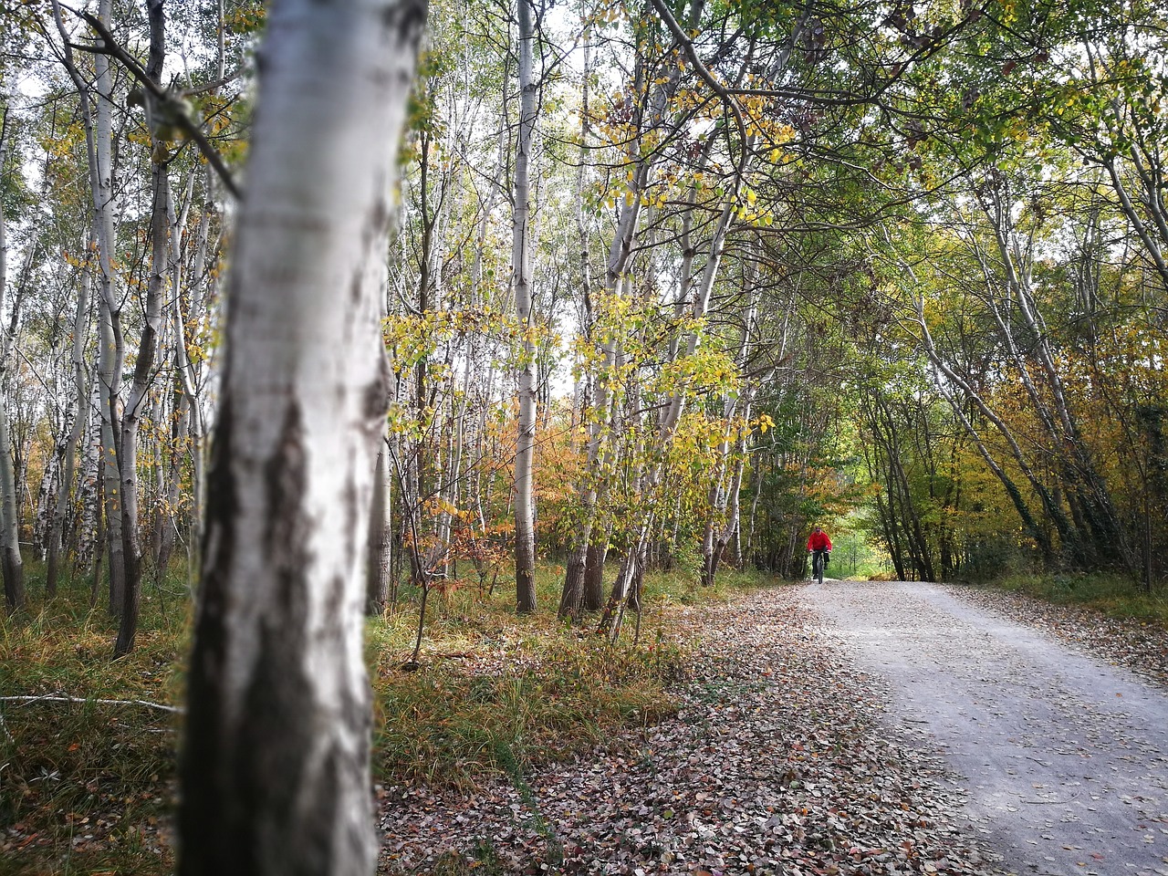 birch  trail  nature free photo