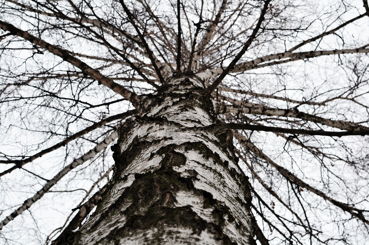 birch  tree  sky free photo