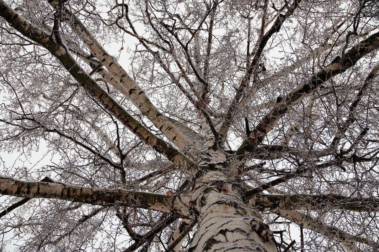 birch  crown  tree free photo