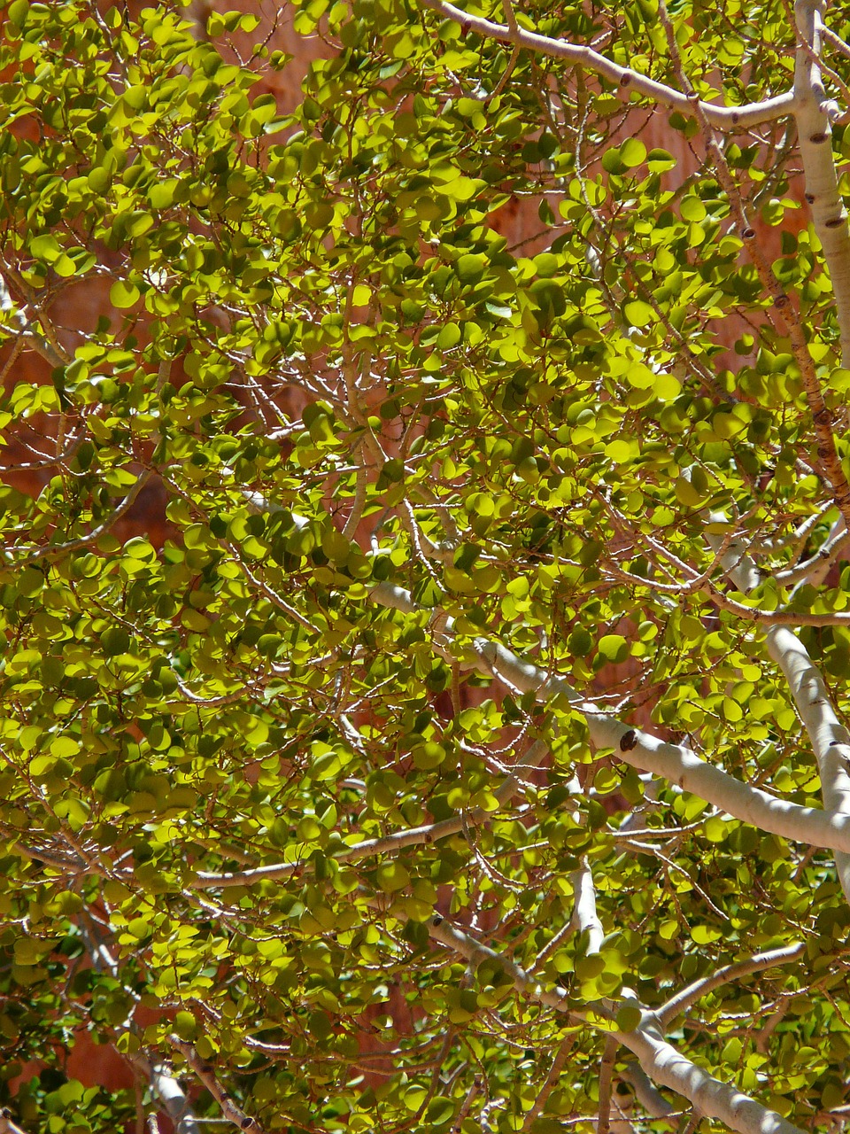 birch tree leaf free photo