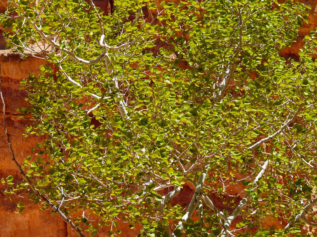 birch tree leaf free photo