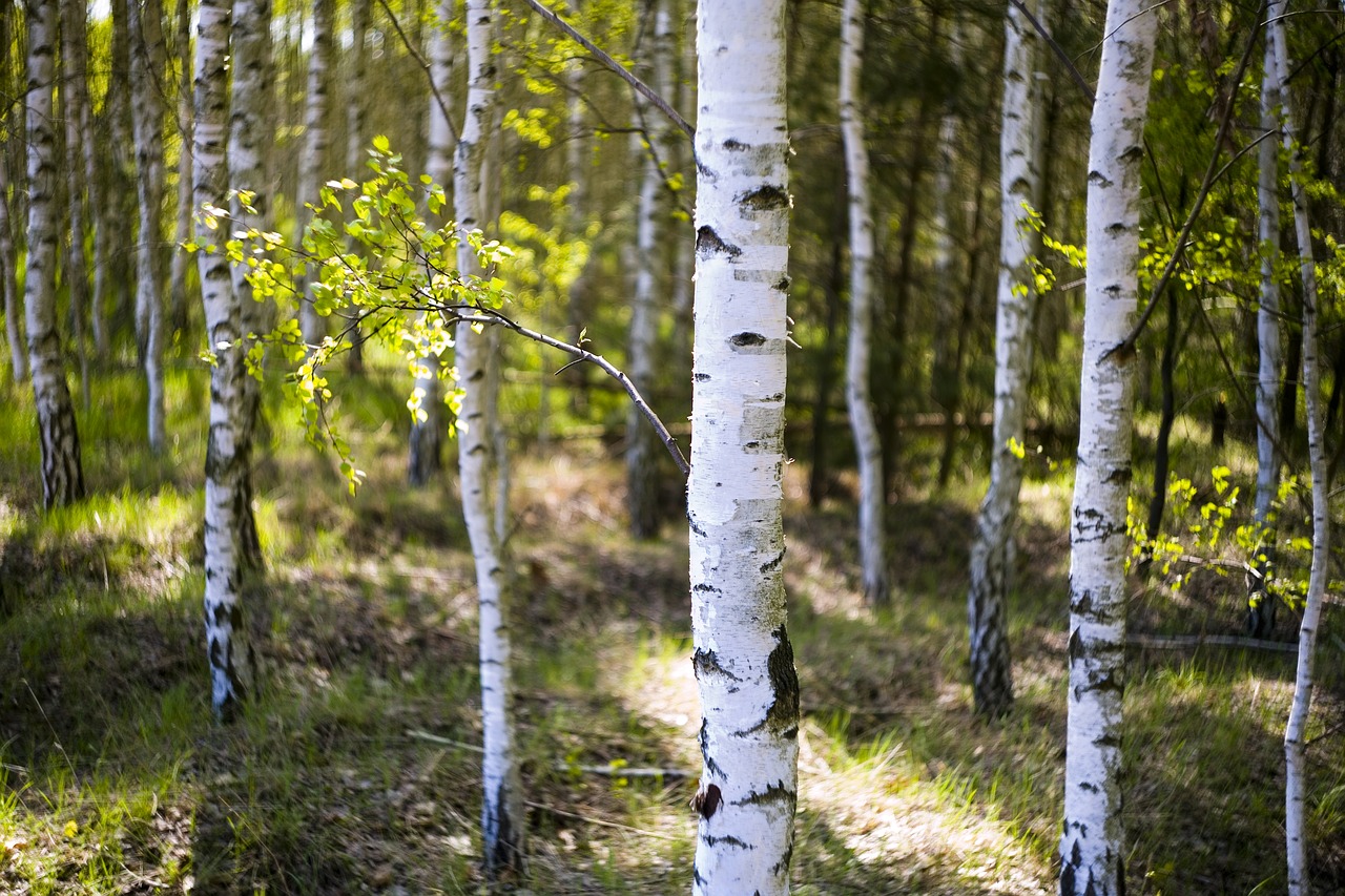 birch  fresh  cheerful free photo