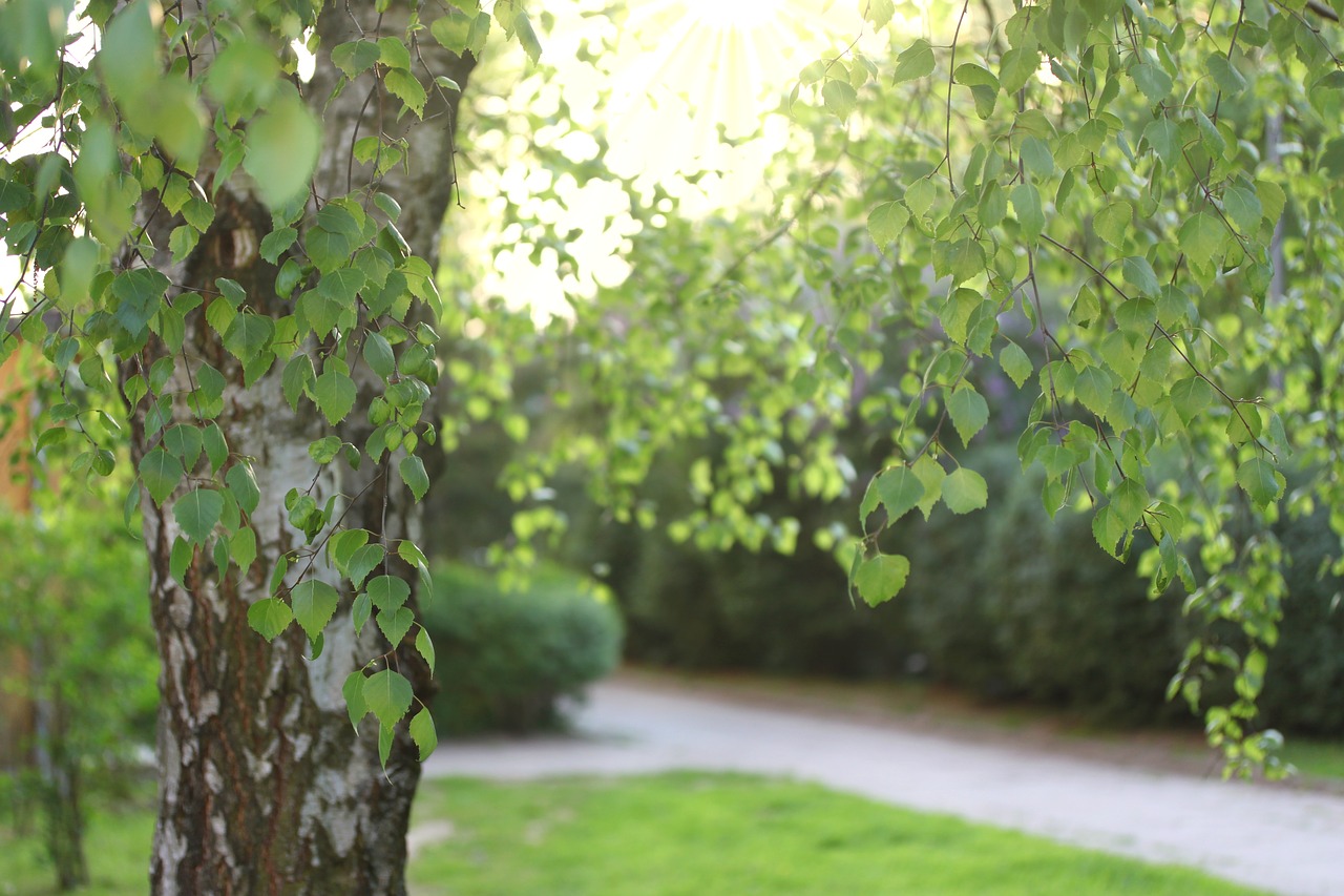 birch  foliage  tree free photo