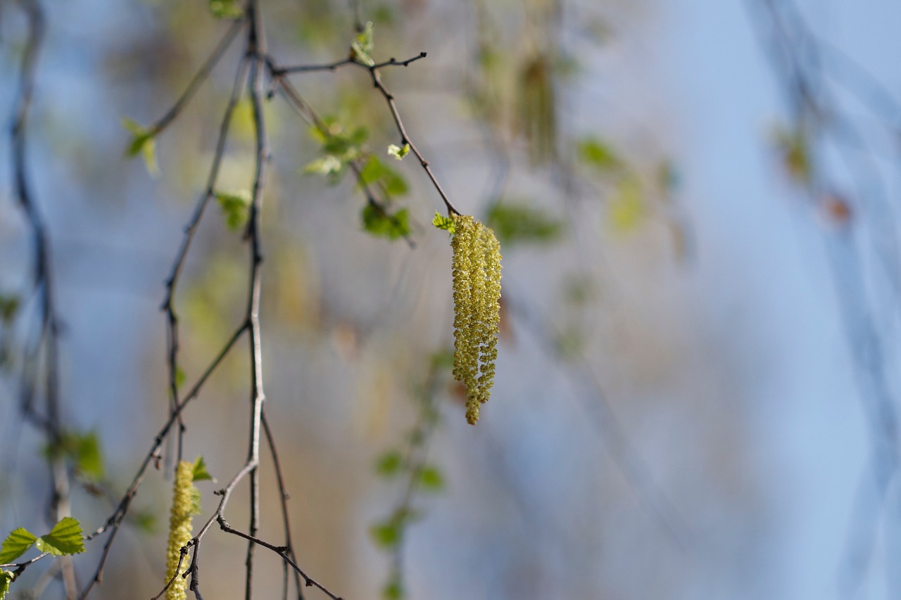 birch  young leaves  birch catkins free photo
