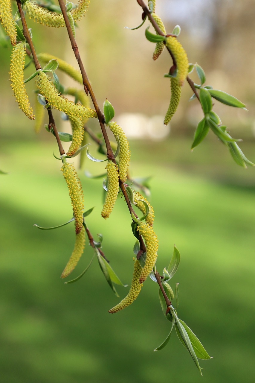 birch  kidney  spring free photo