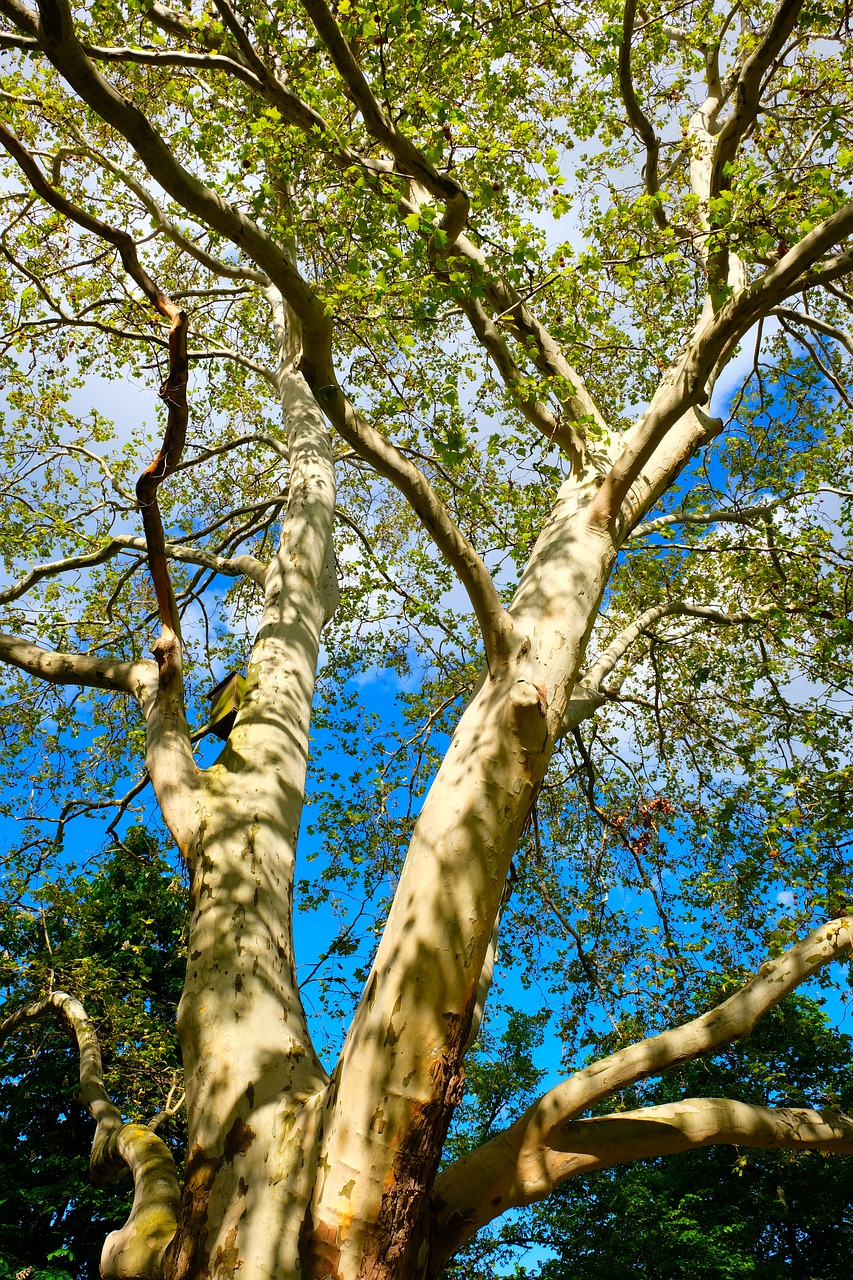 birch  tree  nature free photo