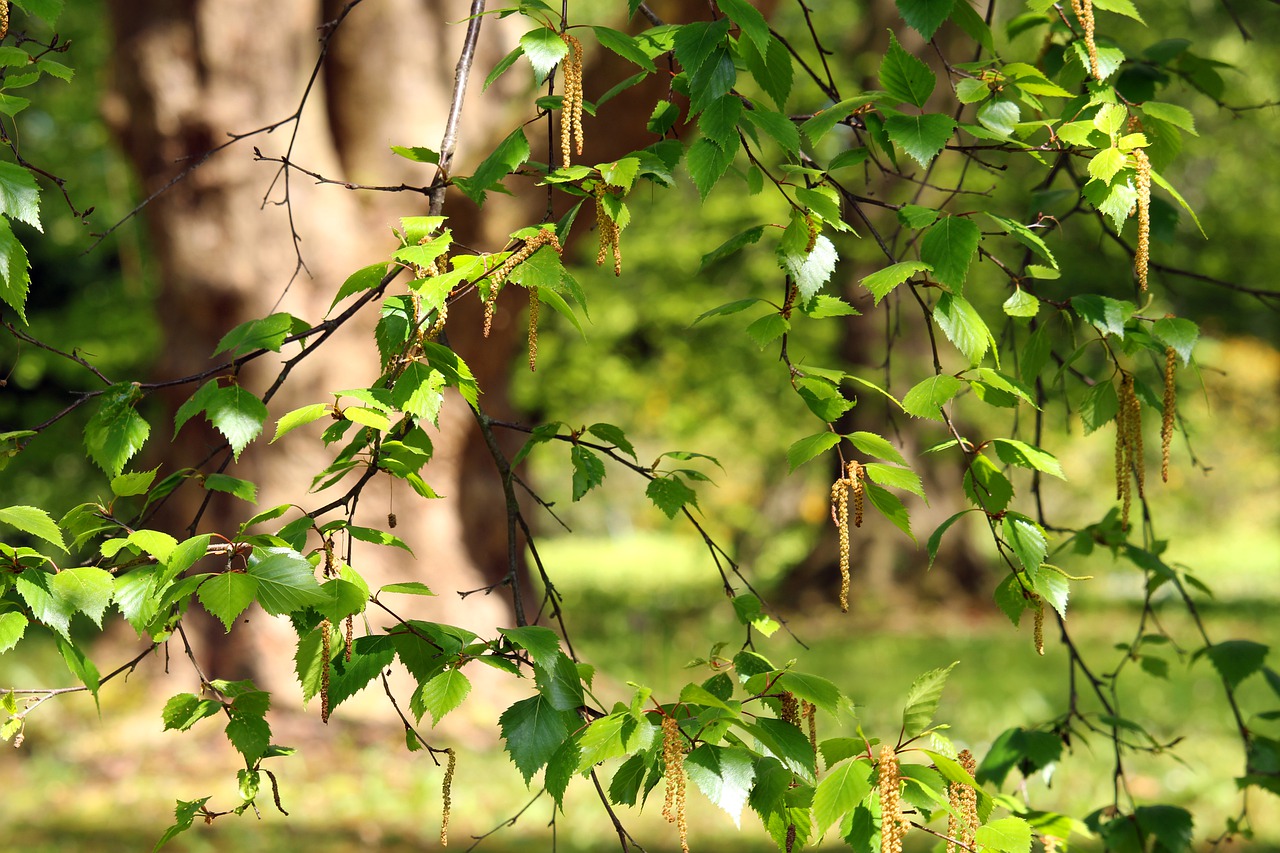 birch  spring  nature free photo