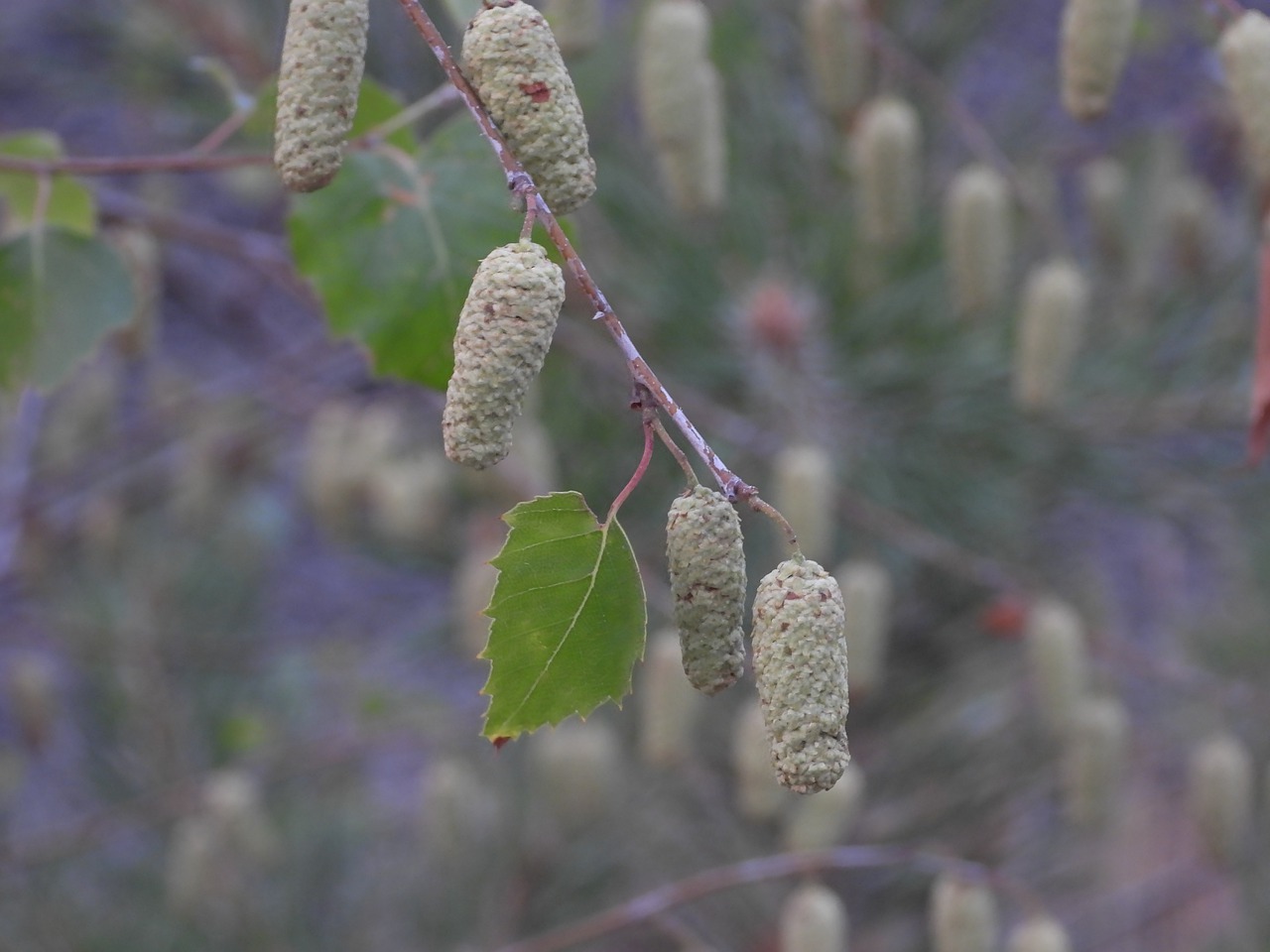 birch  tree  nature free photo