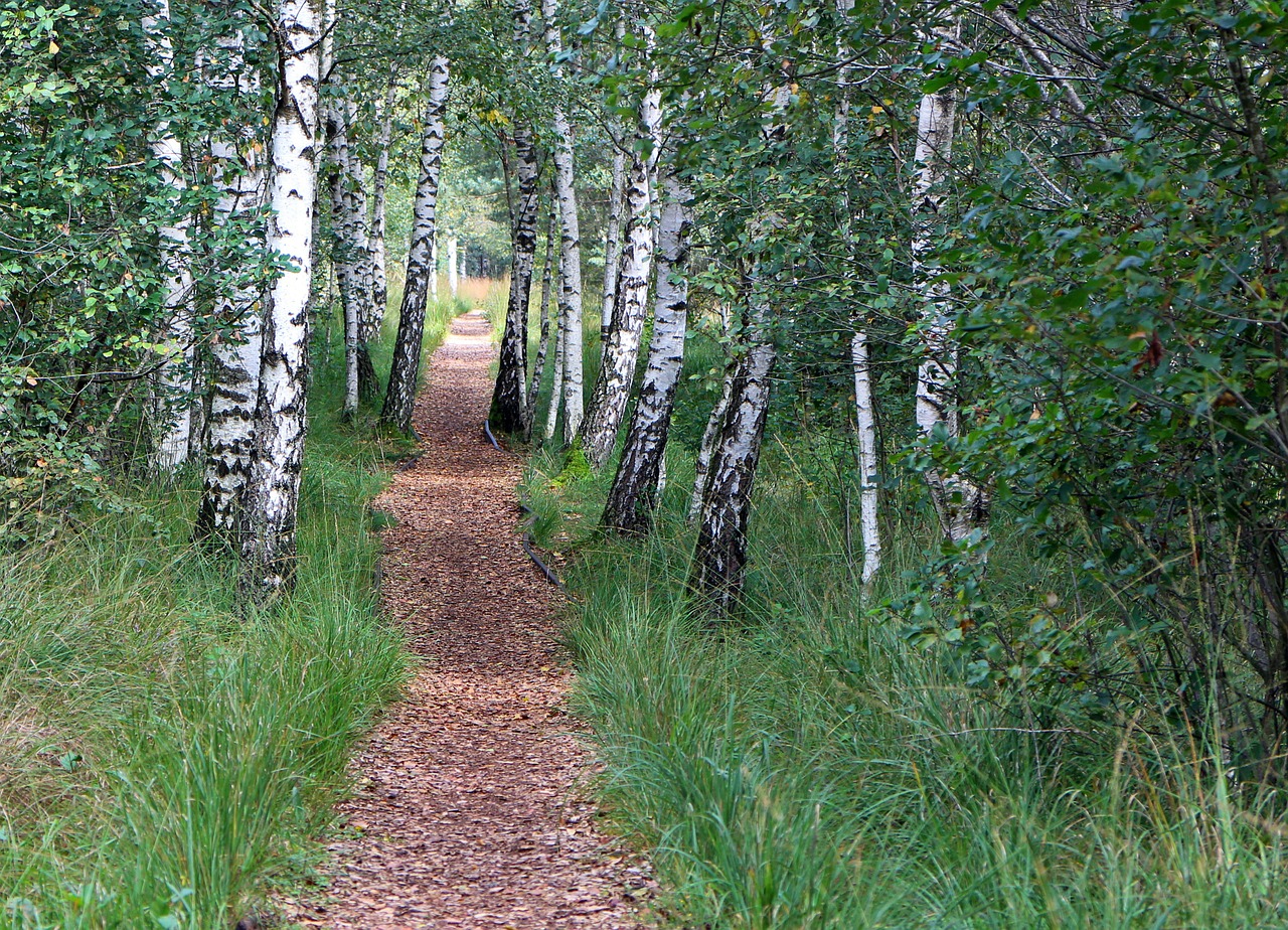 birch away trail free photo