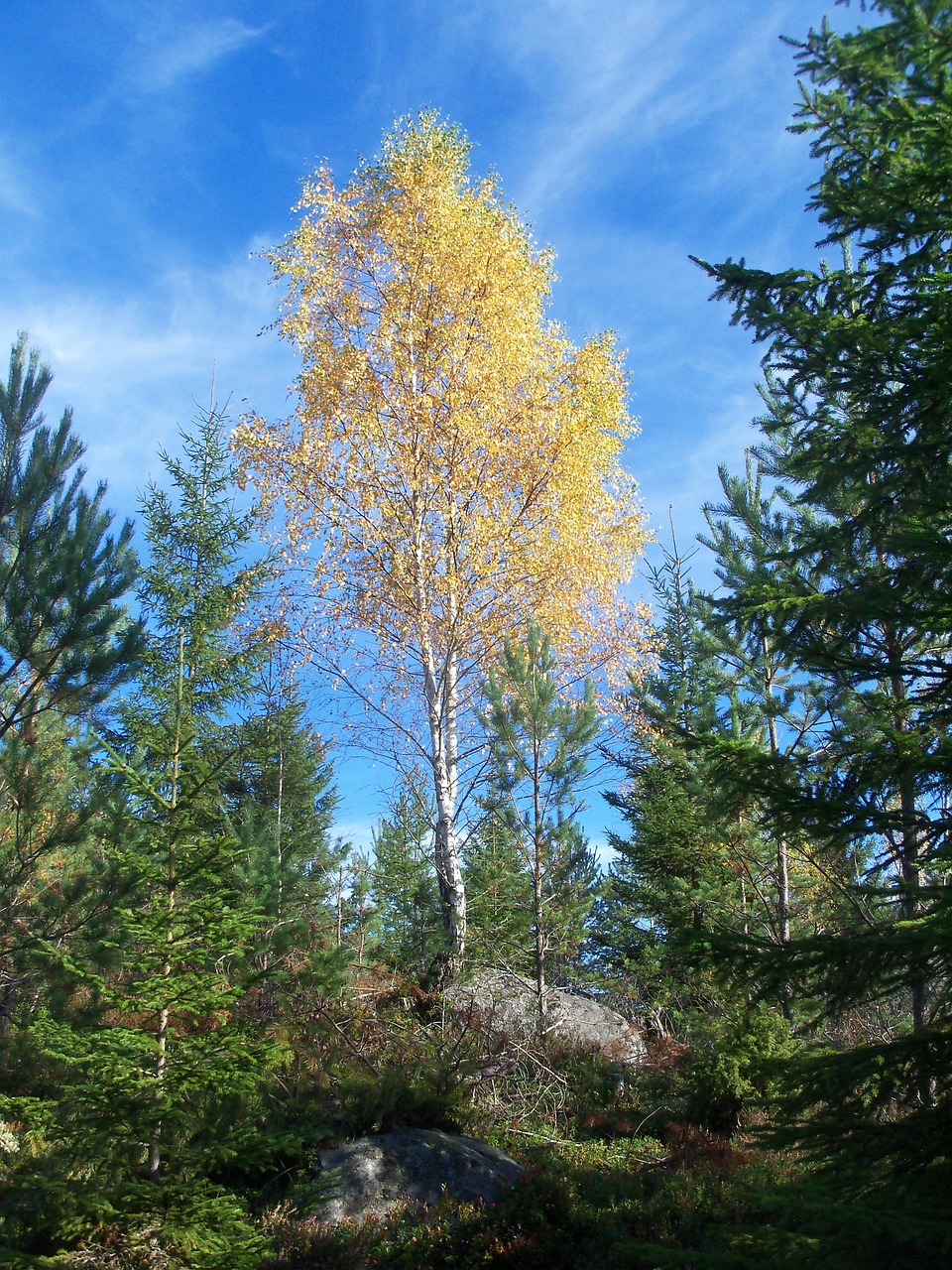 birch forest sweden free photo