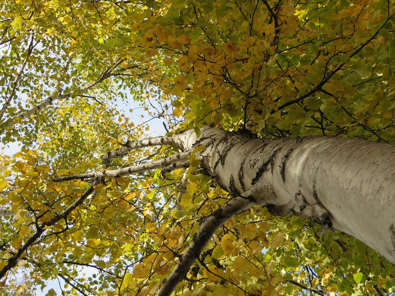 birch autumn leaves free photo