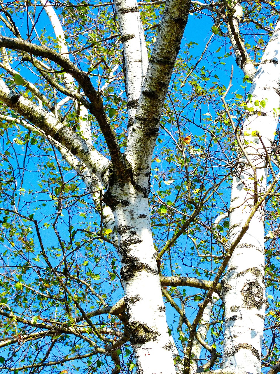 birch tree white bark free photo