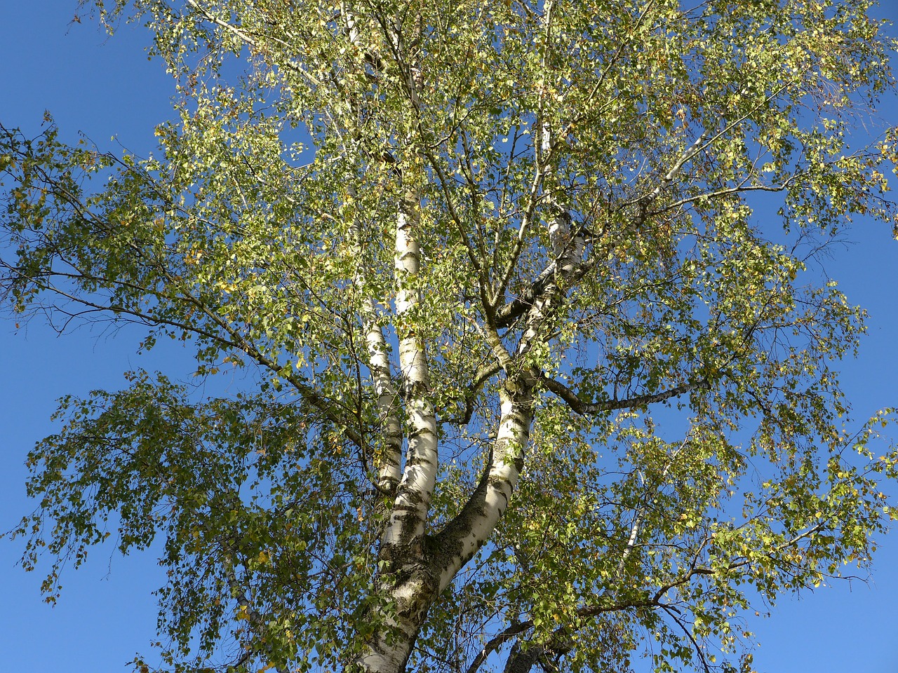 birch tree autumn free photo