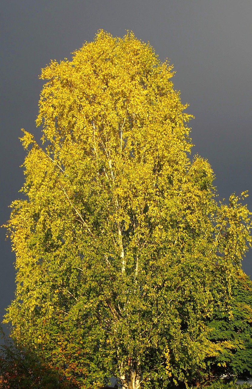 birch tree thunderstorm free photo