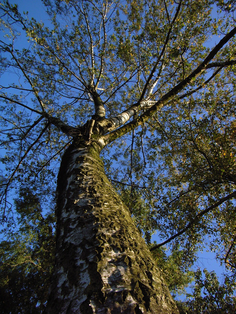 birch trees nature free photo