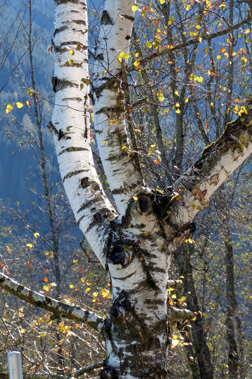birch tree nature free photo