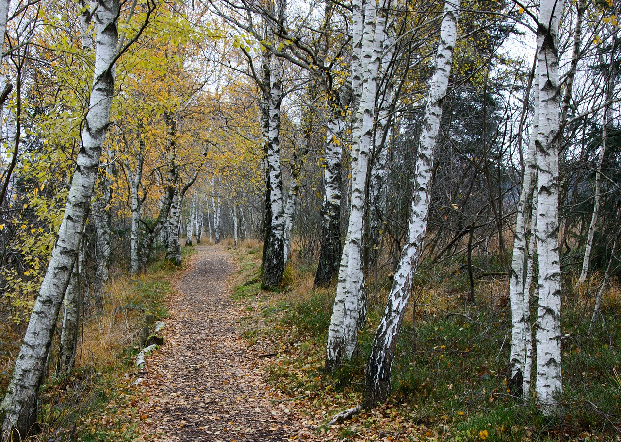 birch away nature free photo