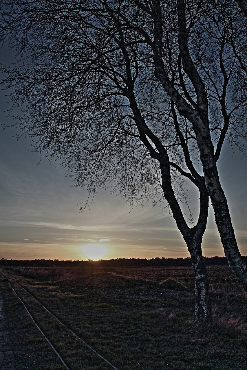 birch sunset a formative free photo