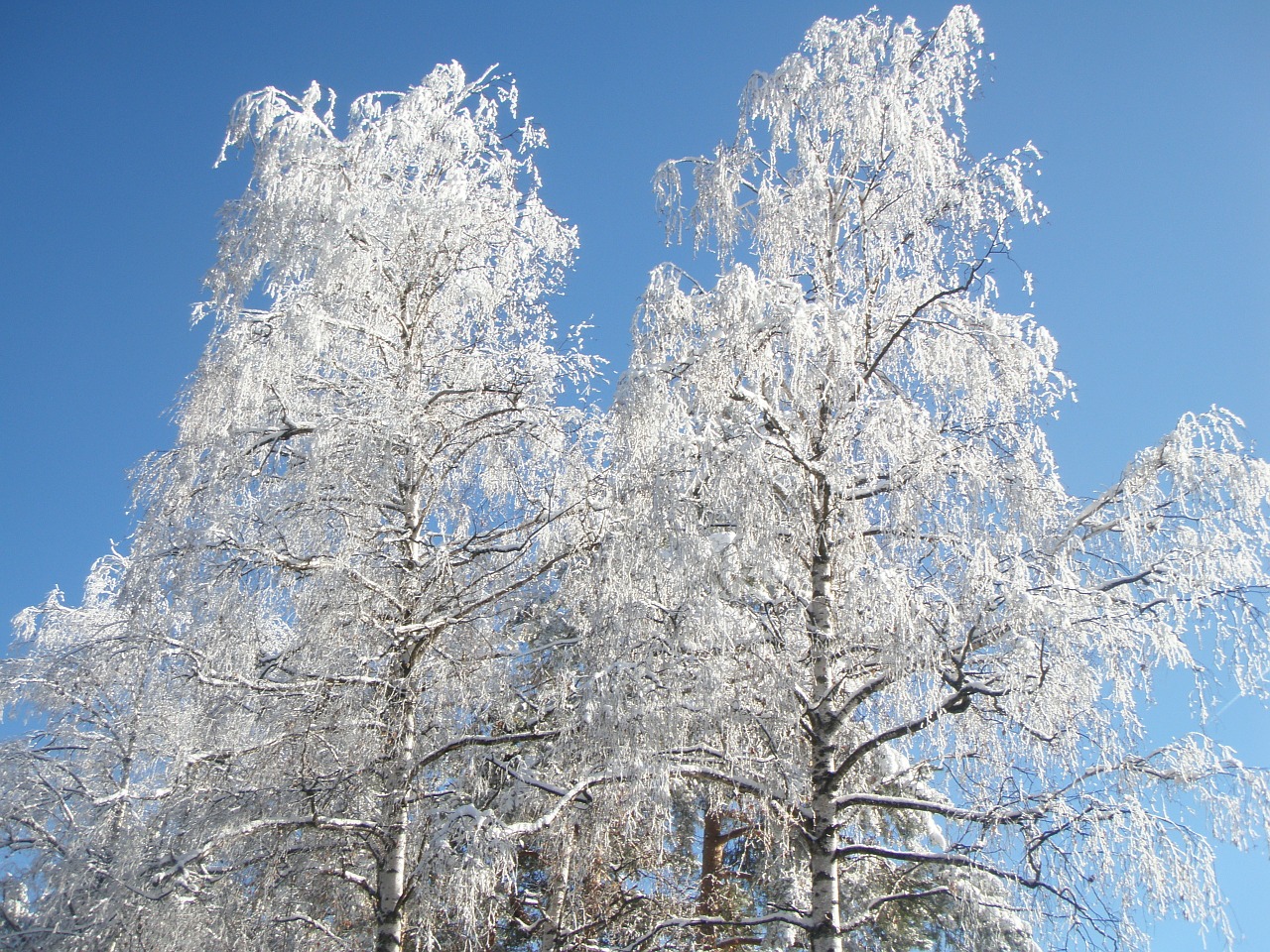 birch trees winter free photo