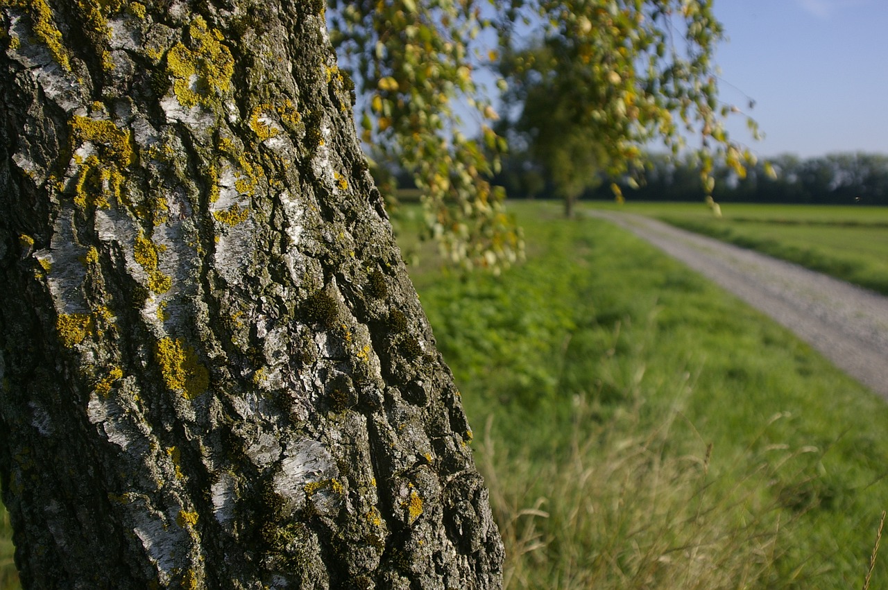 birch tree field free photo