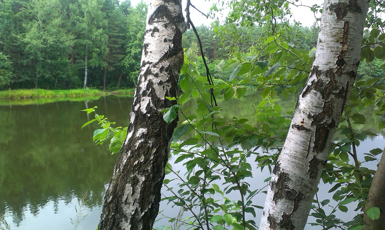 birch forest water free photo