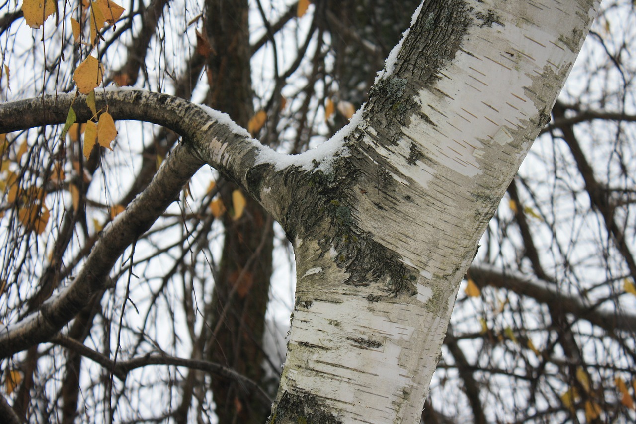 birch tree branch free photo