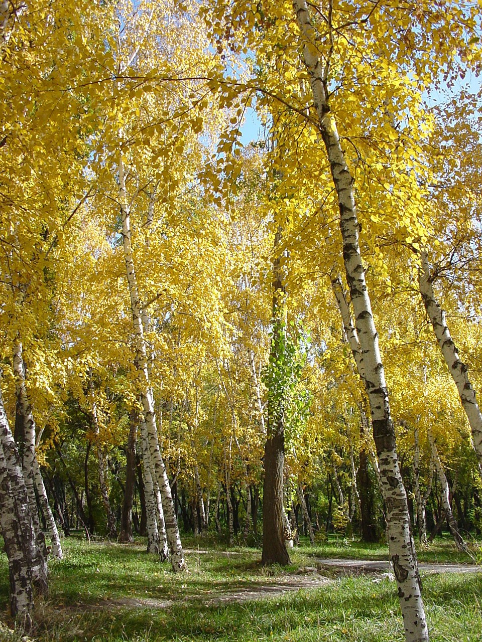 birch autumn park free photo