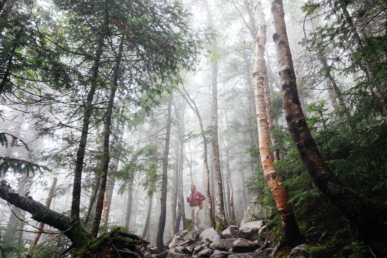 birch tree adventure free photo